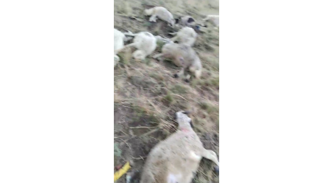 Ağrı’da yıldırım düşmesi sonucu bir çoban yaralandı, 30 koyun telef oldu