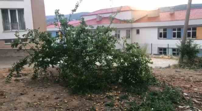 Kastamonu’da şiddetli rüzgar ağacı kökünden söktü