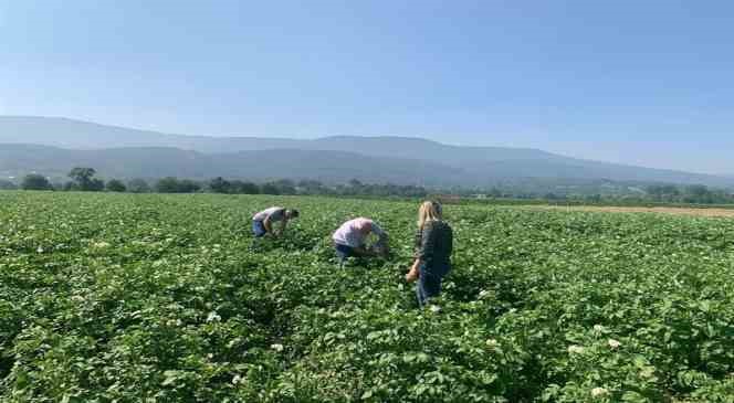 Patates tarlalarında mildiyö alarmı
