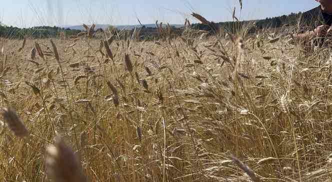 12 bin yıldır genetiği değişmeyen siyez mercek altına alındı
