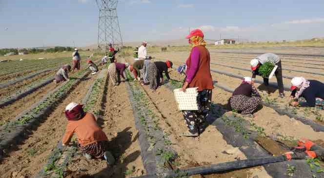 Van’da mevsimlik tarım işçileri bunaltıcı sıcaklara rağmen tarlalarda çalışmayı sürdürüyor