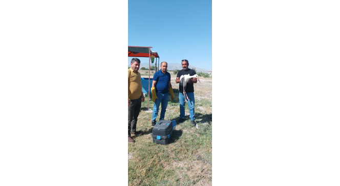 Yaralı leylek koruma altına alındı