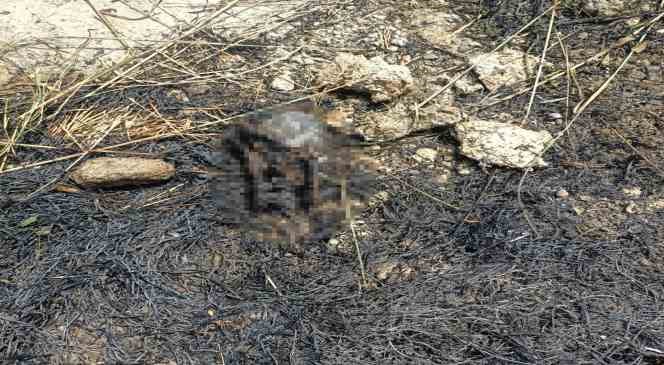 Elektrik tellerine &ccedil;arpan kuş anız yangını &ccedil;ıkardı
