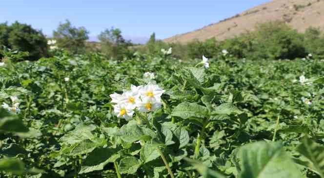 Erzincan&rsquo;da patates &uuml;retimi devlet eliyle yaygınlaşıyor

