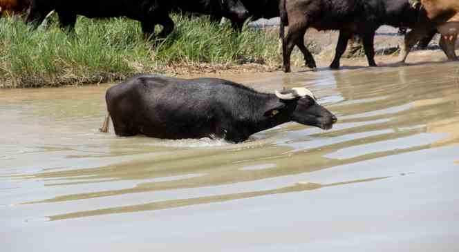 Sivas'taki bu görüntüler Serengeti'yi aratmıyor