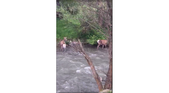 Kızıl geyiklerin nüfusu Alucra’da artmaya başladı