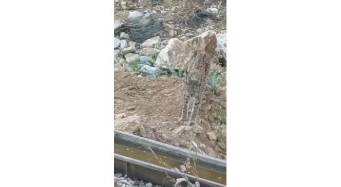 Nesli tükenme tehlikesi altında olan vaşak kamerada