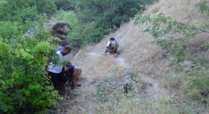 Tunceli’de bozayı, karnını doyurmak için kamp alanına geliyor
