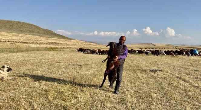 Ağrı’da koyun kırkma mesaisi başladı