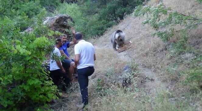 Tunceli’de bozayı, karnını doyurmak için kamp alanına geliyor