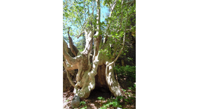 500 yıllık &ccedil;ınar ağacı g&ouml;renleri mest ediyor
