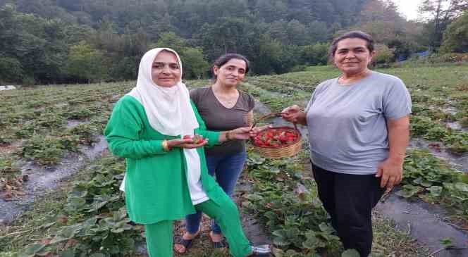 Hatay Dörtyol’da çilek hasadı başladı