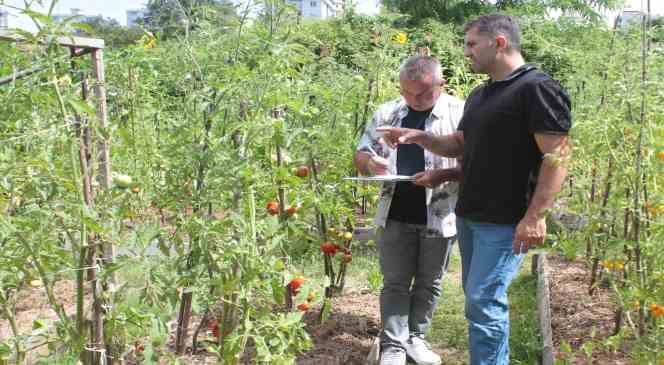151 yıllık ata tohumları ile 82 &ccedil;eşit domates &uuml;retiyorlar

