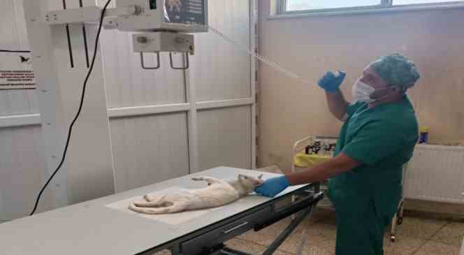 Jandarma ekibi sokak kedisi için harekete geçti