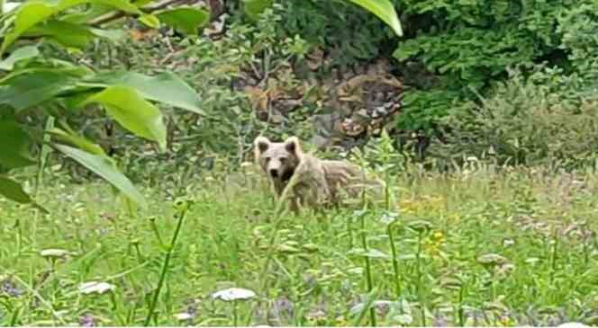 Posof’ta otlarla beslenen bozayı görüntülendi