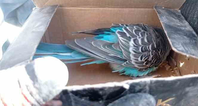 Arama kurtarma ekipleri tarafından bitkin vaziyette bulundu, "Şans" ismi verildi