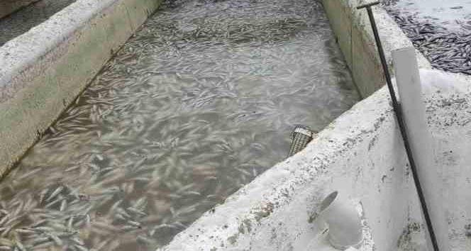 Deprem sonrası binlerce balık telef oldu