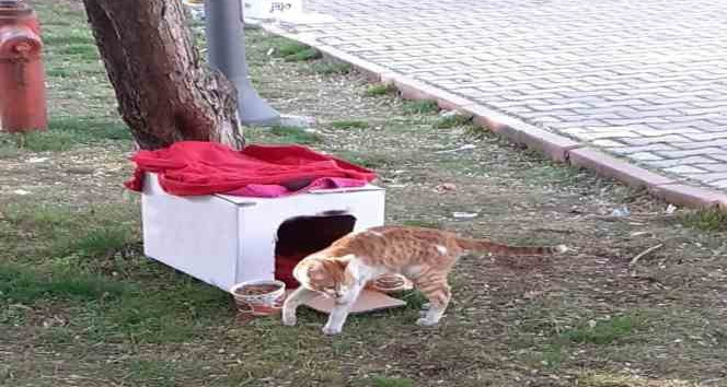 Yıkıntılar arasından gelen kediye kucak açtı