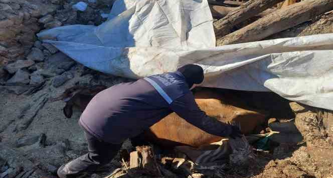 Enkazda ayakları sıkışan büyükbaş hayvan kurtarıldı
