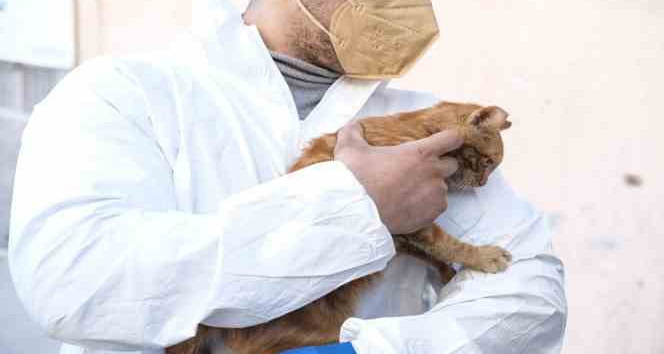 Deprem’den 248 saat sonra enkazdan sağ çıkarılan kediye ‘AFAD’ ismi verildi