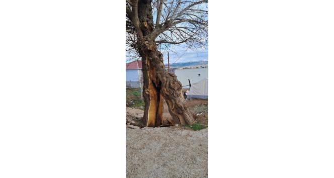 Yaşanan depremde ağaç ikiye bölündü