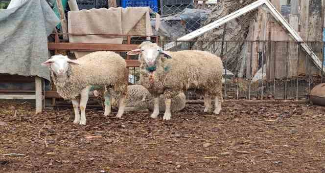 Dama giren sokak köpekleri koyunları telef etti