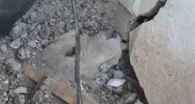 Depremden 6 gün sonra enkazdan sağ kurtarılan köpeğin görüntüleri ortaya çıktı