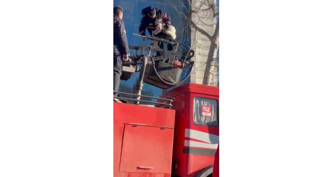 Kahramanmaraş’ta depremde hasar gören binada mahsur kalan kedi kurtarıldı