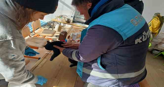 Deprem bölgesinde donmak üzereyken buldukları kediyi Kütahya’ya getirecekler