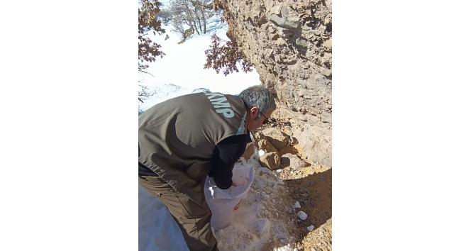Tunceli’de yaban hayatı için yemleme çalışması