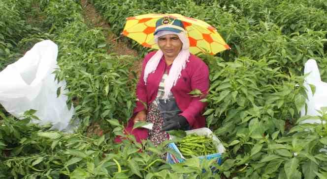 Tava ciğerin can yoldaşı Karaağa&ccedil; biberinin hasadı 100 iş&ccedil;iyle 40 derece sıcağın altında başladı
