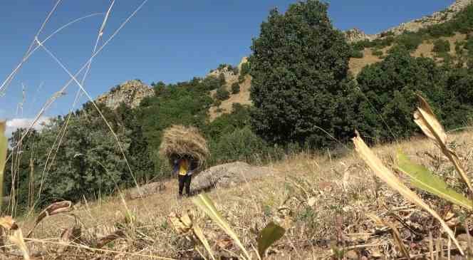 Tırpan ile biçtikleri otları 1 kilometre sırtlarında taşıyarak kışa hazırlık yapıyorlar
