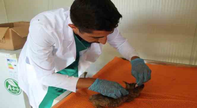 Soyu tehlike altındaki saz kedisi, Şırnak&rsquo;ta g&ouml;r&uuml;ld&uuml;
