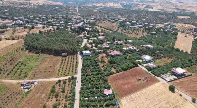 Tescilli Abbas incirinde hasat başladı
