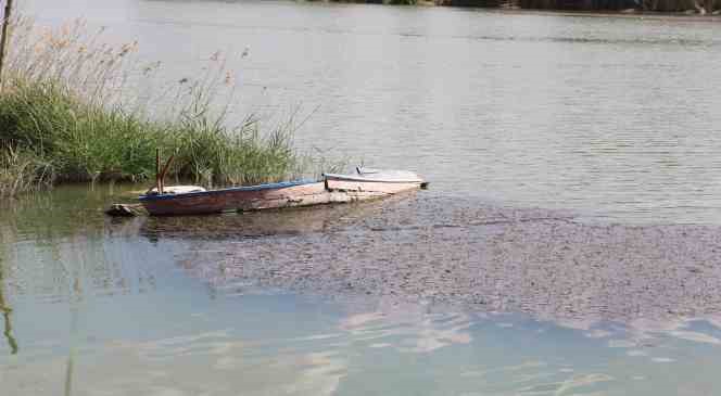 Sivas’ta ilginç doğa olayı, göl yosunla kaplandı