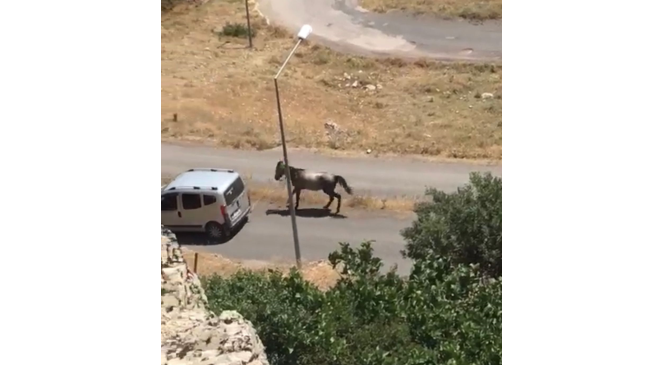 Atı aracın arkasına bağlayıp koşturan şahsa ceza