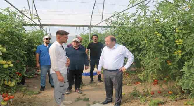Erzincan seralarında &uuml;retilen domates 16 liradan alıcı buluyor
