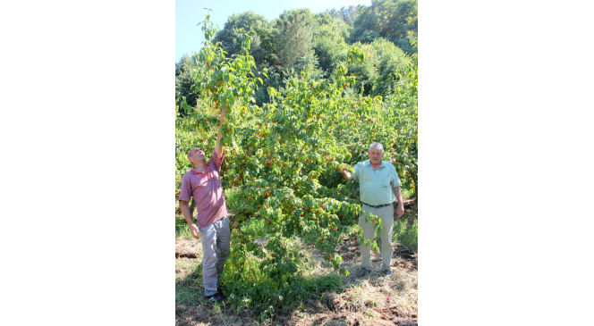 16. Şenk&ouml;y Kızılcık Şenliği i&ccedil;in geri sayım
