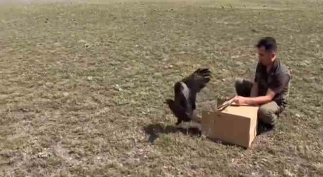 Kars’ta kızıl şahinler doğaya bırakıldı
