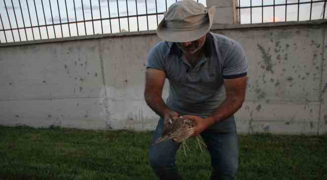 Yaralı bulunan balaban kuşu tedavi altına alındı
