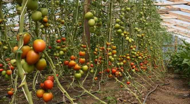 Ordu&rsquo;da &ouml;rt&uuml; altı yetiştiriciliği 9 yılda y&uuml;zde 80 arttı
