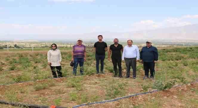 Erzincan’da böğürtlen yetiştiriciliğine başladı