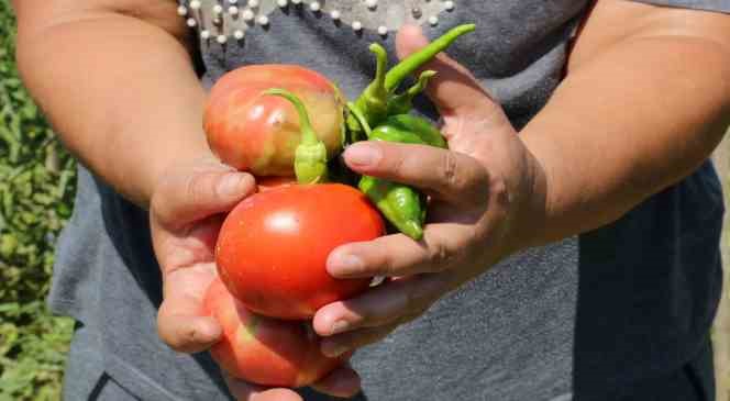 K&uuml;&ccedil;&uuml;k&ccedil;ekmeceliler, kentin ortasında organik tarım yapıyor
