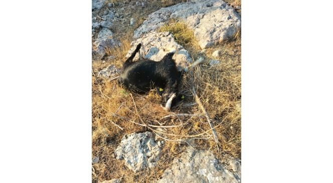 Kurt sürüsü keçilere saldırdı, 16 hayvan telef oldu