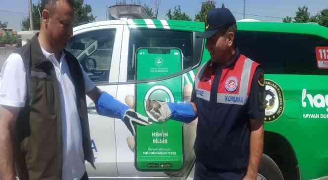 Karaman’da nesli tükenmekte olan Arap Tavşanı bitkin halde bulundu