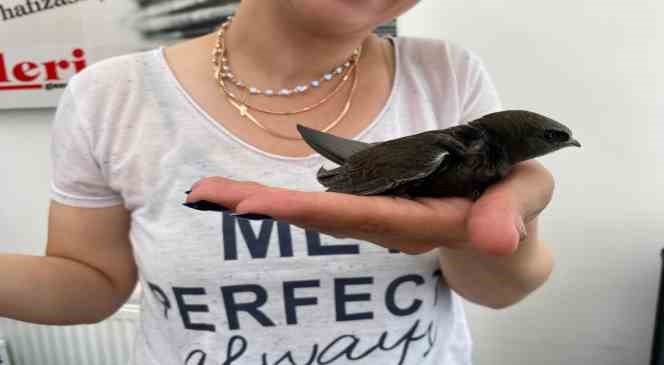 Gazetecilerden Ebabil kuşuna şefkat eli
