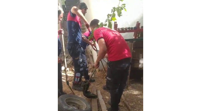 Odunlukta g&ouml;r&uuml;len yılan korkuttu
