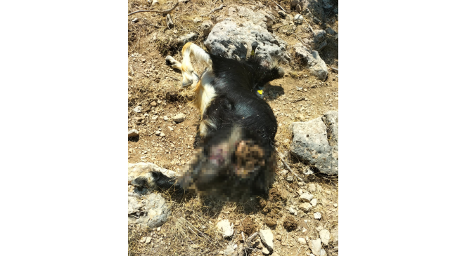 Kurt sürüsü keçilere saldırdı, 16 hayvan telef oldu