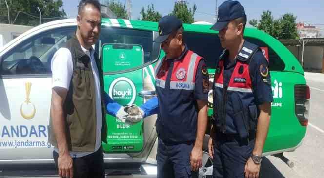 Karaman&rsquo;da nesli t&uuml;kenmekte olan Arap Tavşanı bitkin halde bulundu
