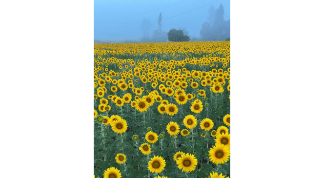 Sarıya b&uuml;r&uuml;nen ay&ccedil;i&ccedil;eği tarlaları g&ouml;rsel ş&ouml;len sundu
